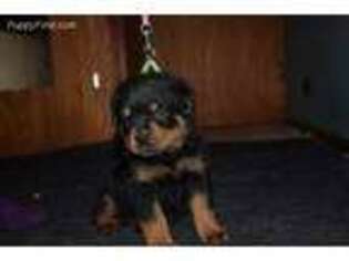 Rottweiler Puppy for sale in Birdsboro, PA, USA