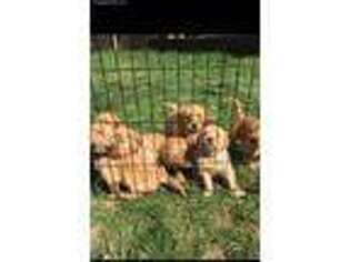 Golden Retriever Puppy for sale in Auburn, WA, USA