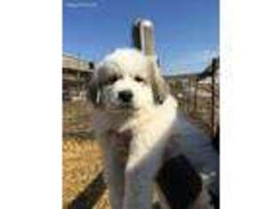Great Pyrenees Puppy for sale in Lodi, WI, USA