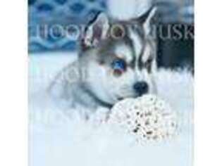 Alaskan Klee Kai Puppy for sale in The Dalles, OR, USA