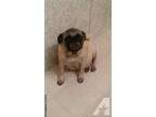 Pug Puppy for sale in RICHLAND, NY, USA