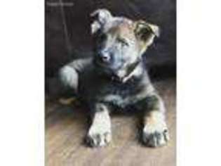 German Shepherd Dog Puppy for sale in Tyrone, PA, USA