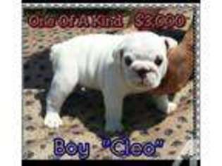 Bulldog Puppy for sale in MIRA LOMA, CA, USA