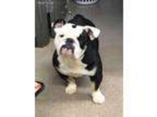 Bulldog Puppy for sale in Quapaw, OK, USA