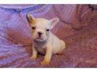 French Bulldog Puppy for sale in Joice, IA, USA