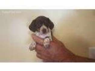 Dachshund Puppy for sale in Big Spring, TX, USA