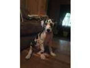 Great Dane Puppy for sale in LITCHFIELD, IL, USA