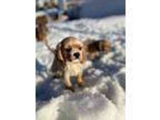 Cavalier King Charles Spaniel Puppy for sale in Peekskill, NY, USA