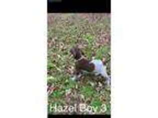 German Shorthaired Pointer Puppy for sale in Goldsboro, NC, USA