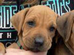 Rhodesian Ridgeback Puppy for sale in Daytona Beach, FL, USA