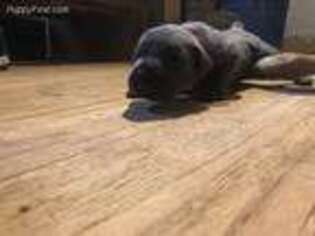 Cane Corso Puppy for sale in Saint Joseph, MO, USA