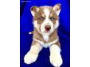 Siberian Husky Puppy for sale in Raymond, NE, USA