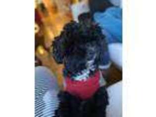 Shih-Poo Puppy for sale in Watertown, MA, USA
