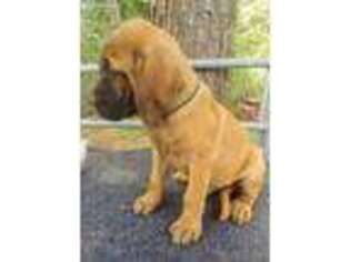 Mastiff Puppy for sale in Little Rock, AR, USA