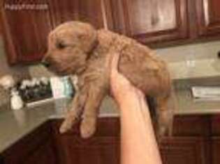 Goldendoodle Puppy for sale in Peoria, AZ, USA