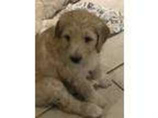 Mutt Puppy for sale in Friendswood, TX, USA
