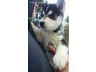 Siberian Husky Puppy for sale in La Pine, OR, USA