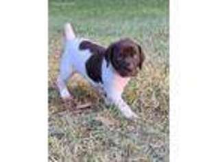 German Shorthaired Pointer Puppy for sale in Tallahassee, FL, USA