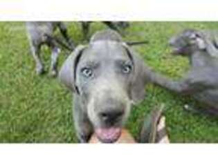 Great Dane Puppy for sale in Visalia, CA, USA