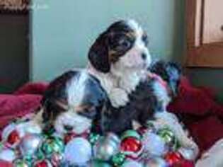Cavalier King Charles Spaniel Puppy for sale in Brunswick, GA, USA