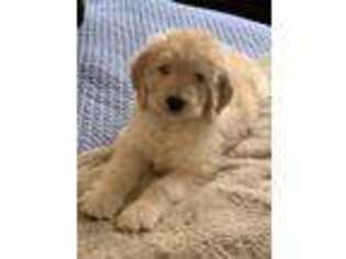 Goldendoodle Puppy for sale in Bountiful, UT, USA