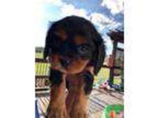 Cavalier King Charles Spaniel Puppy for sale in West Fargo, ND, USA