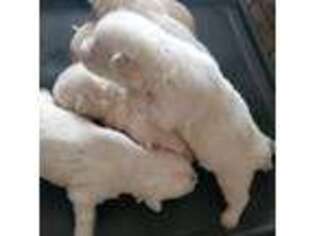 West Highland White Terrier Puppy for sale in Hoschton, GA, USA