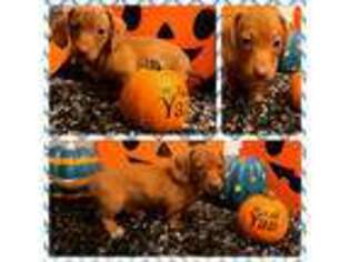 Dachshund Puppy for sale in Rochester, MN, USA