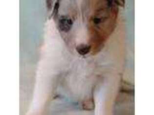 Shetland Sheepdog Puppy for sale in Berkeley Springs, WV, USA