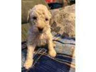 Goldendoodle Puppy for sale in Supply, NC, USA
