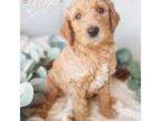 Goldendoodle Puppy for sale in Fort Walton Beach, FL, USA
