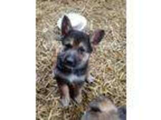 German Shepherd Dog Puppy for sale in Fort Recovery, OH, USA