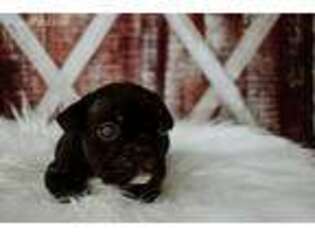 French Bulldog Puppy for sale in Pekin, IL, USA