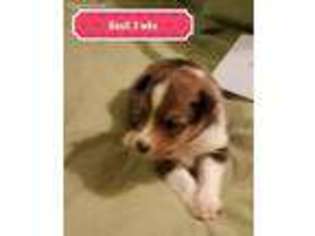 Shetland Sheepdog Puppy for sale in Travelers Rest, SC, USA