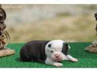 Boston Terrier Puppy for sale in Argyle, IA, USA