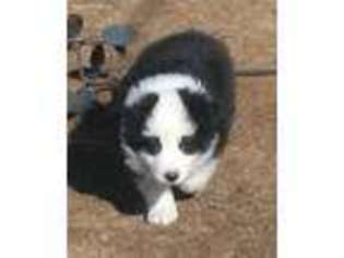 Border Collie Puppy for sale in Palmdale, CA, USA