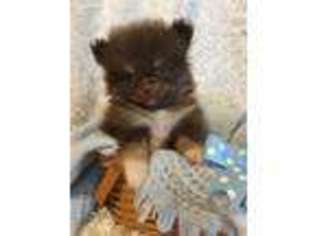 Pomeranian Puppy for sale in Chuckey, TN, USA