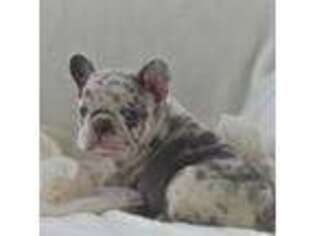 French Bulldog Puppy for sale in Eaton, OH, USA