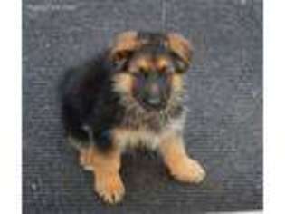 German Shepherd Dog Puppy for sale in Forest Grove, OR, USA