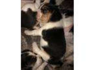 Beagle Puppy for sale in Lynn, MA, USA