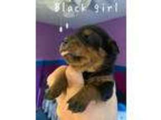 Rottweiler Puppy for sale in Bolivar, OH, USA