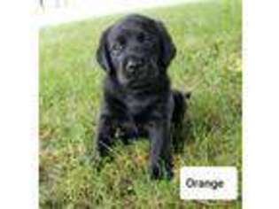 Labrador Retriever Puppy for sale in Pinckney, MI, USA