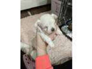 Maltese Puppy for sale in Westerville, OH, USA