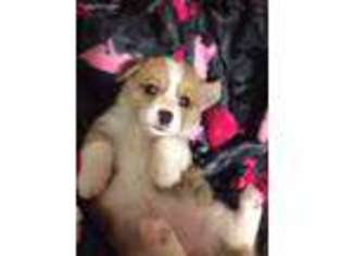 Pembroke Welsh Corgi Puppy for sale in Medford, NY, USA