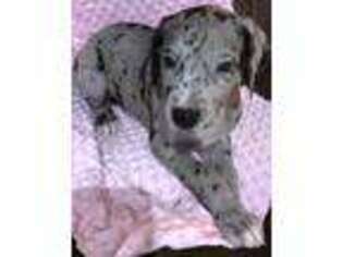 Great Dane Puppy for sale in Alabaster, AL, USA