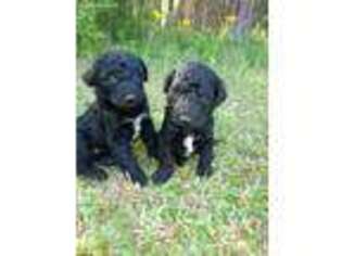 Goldendoodle Puppy for sale in Edgefield, SC, USA