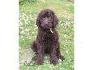 Goldendoodle Puppy for sale in Marshall, AR, USA