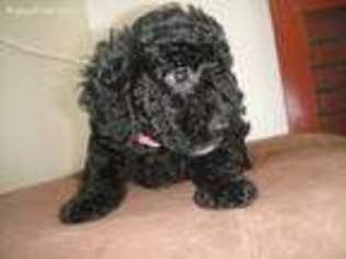 Labradoodle Puppy for sale in Yucca Valley, CA, USA