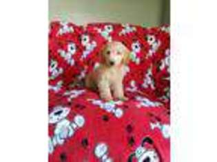 Goldendoodle Puppy for sale in Leesburg, OH, USA
