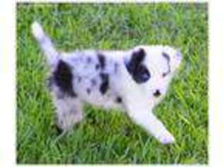 Border Collie Puppy for sale in Braxton, MS, USA